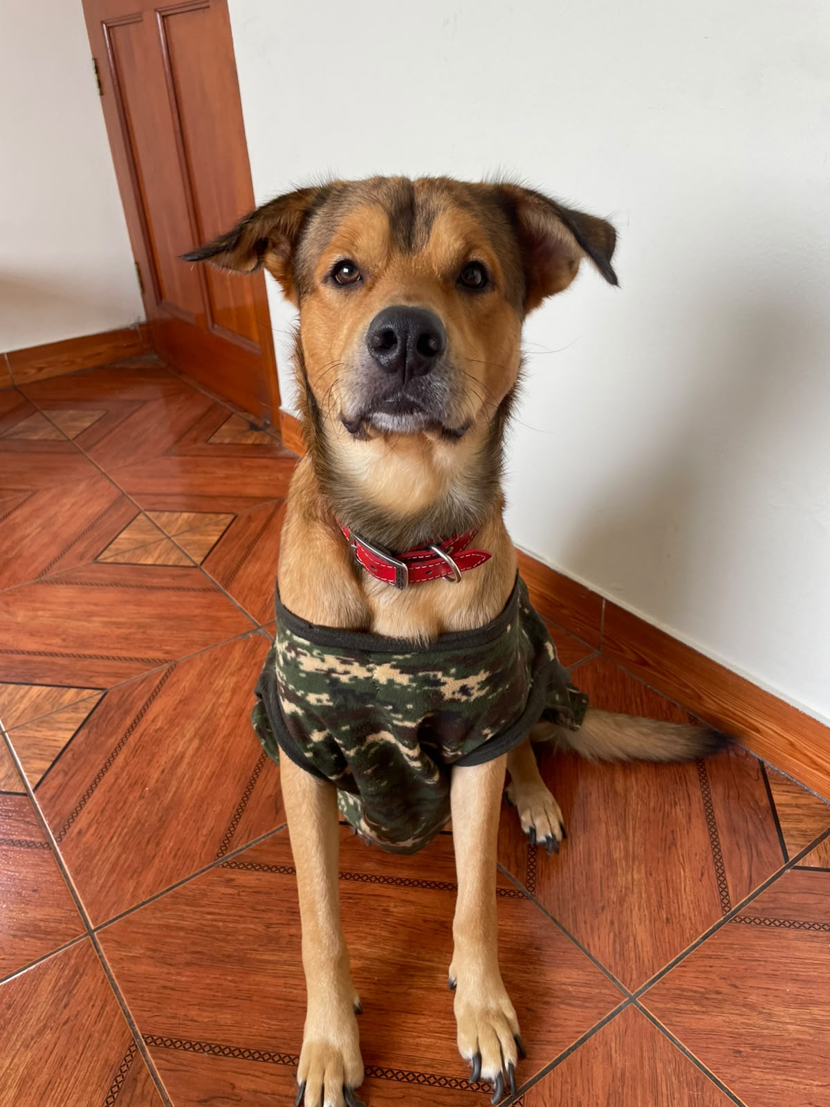 Foto de Rocky